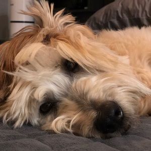 Meet your Posher, Dara